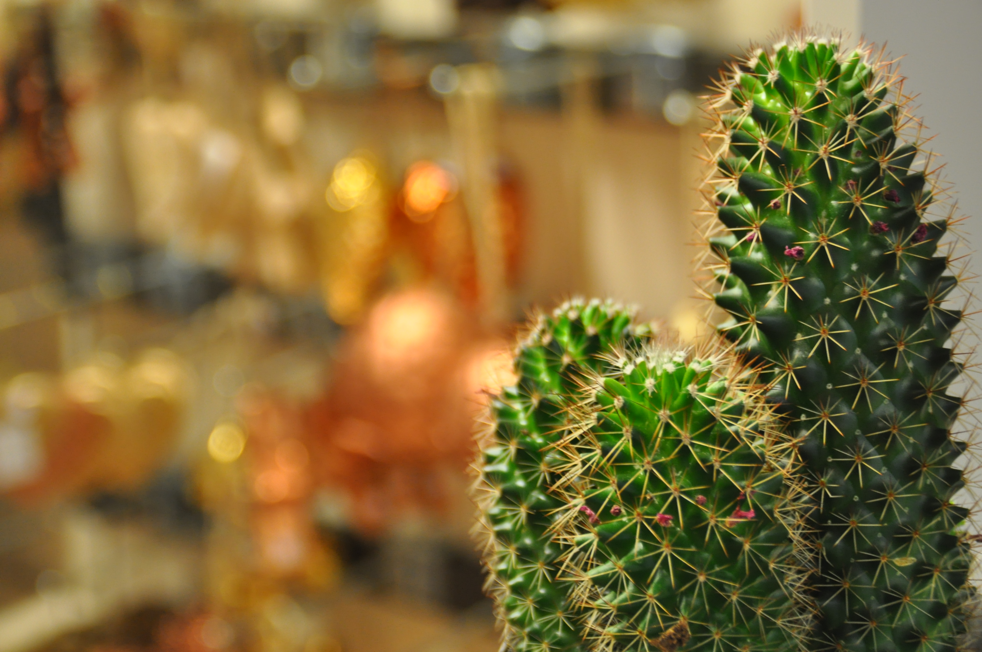Kerst bij intratuin 2015 dit zijn de nieuwe kersttrends