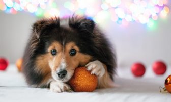 Een kerstdiner voor je hond (ja, echt!) kerstdiner voor je hond