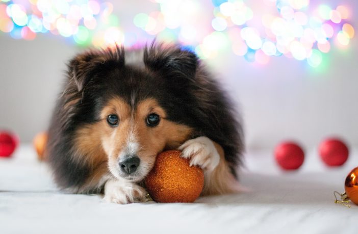 kerstdiner voor je hond
