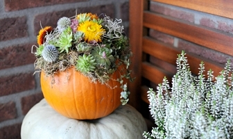 Mijn herfstbalkon + DIY pompoen met mos & vetplantjes