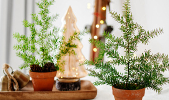 Simpele versieringen maken met restjes kerstgroen